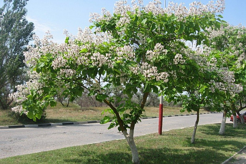 Катальпа бигнониевидная