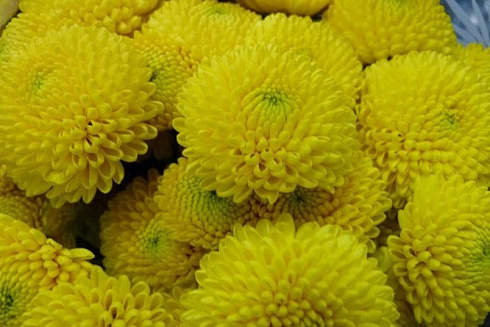 Лимончелло